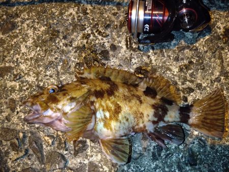 ガシラに救われた